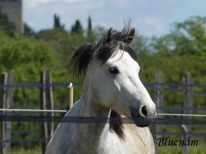 Bluenam