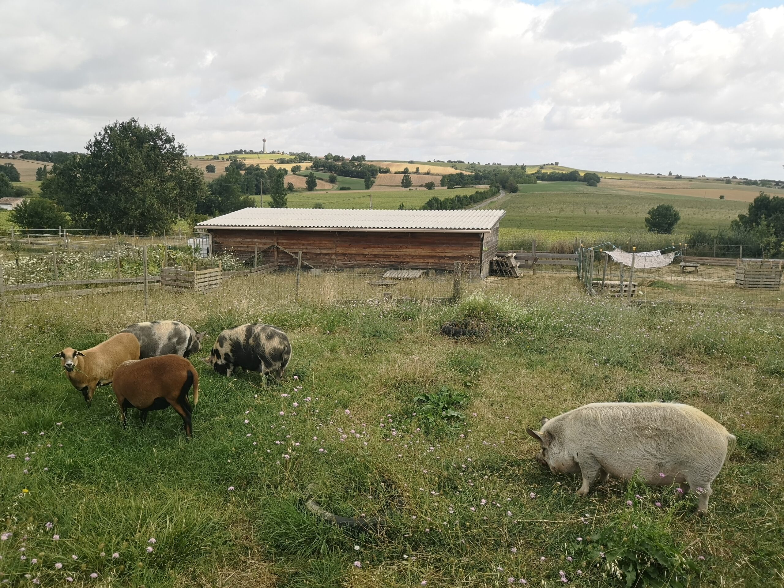 Moutons & Cochons