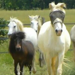 Quatre poneys courent vers l'avant