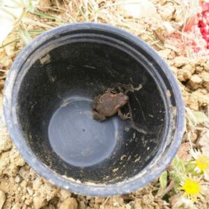 Bébé crapaud sauvé dans un seau