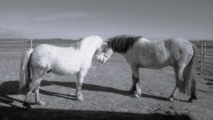 Deux poneys formant un coeur