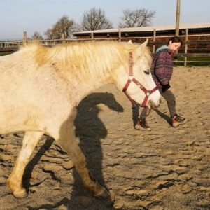 adolescente marchant avec un poney dans la carrière