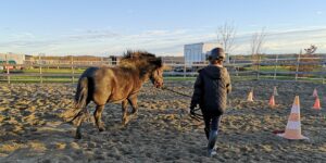 adolescente courrant avec un poney dans la carriere
