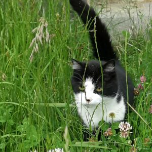Chat Beauty dans l'herbe