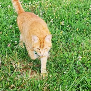 Chat Shivam dans l'herbe