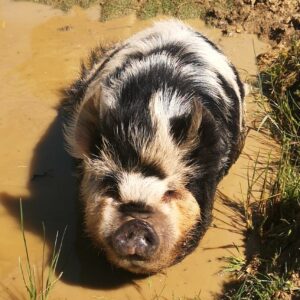 Cochons Kune Kune Timer