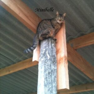 Chat Minibelle perchée