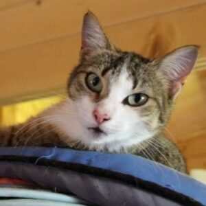 Chat Phara