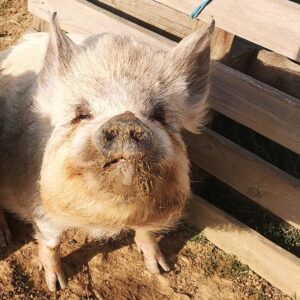 Cochons Kune Kune Ti'Crème