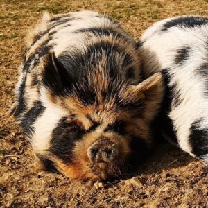 Cochons Kune Kune Tweed