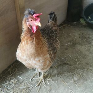 Poule Hip