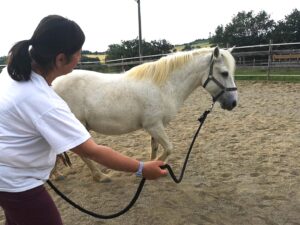 femme guidant à pied un poney dans la carrière