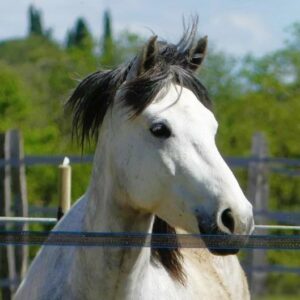 Portait du Poney Bluenam