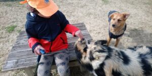 adolescent avec handicap en canne nourrissant des cochons kune kune