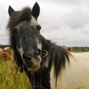 Portait du Poney Droopy