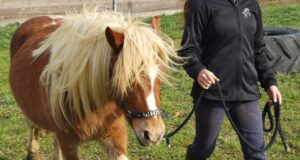 adolescente marchant avec un poney