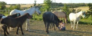 Virginie avec le troupeau d'Equi'Relation