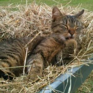 Chat Minibelle dans la brouette