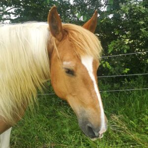 Portait du Poney Pinta