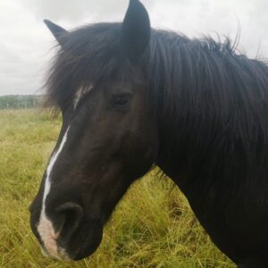 Portait du Poney Verdim