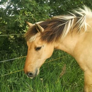 Portait du Poney Virgule