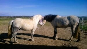 deux poneys formant un coeur