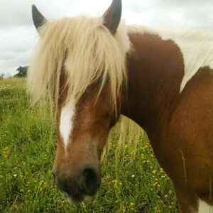 Portait du Poney Whis