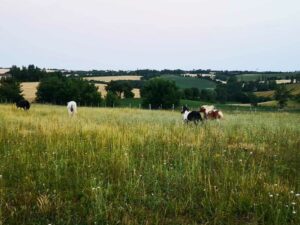 quatre poneys courant dans les prés
