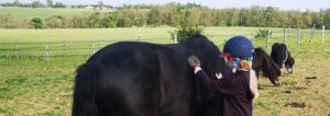 petite enfant brossant un poney en plein air