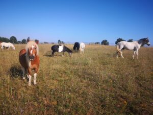 une partie du troupeau de Poneys d'Equi'Relation