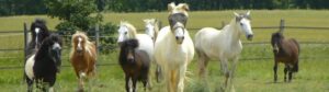 Troupeau de poneys courant dans les prés