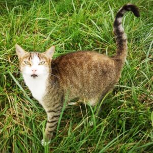 Chat Phara dans l'herbe