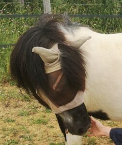 Main d'adolescente caressant un poney